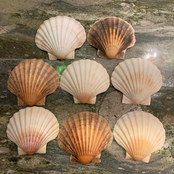 Vintage Other - Irish Scallop Baking Shells, Vintage